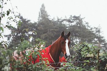 Animals, Horse, Corral, Costume HD wallpaper