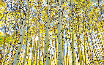 Autumn birch forest, Shining sun, Birch tree, Nature HD wallpaper