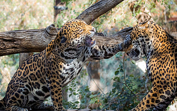 Jaguar, animal, jump, forest HD wallpaper