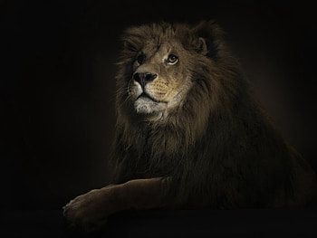 Animals, Lions HD wallpaper