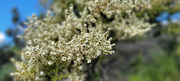 Floral Closeup - White Flowers, white, plant, close-up, flower, graphy, nature HD wallpaper