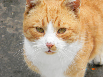 Pagady, animal, portret, cat, nature HD wallpaper