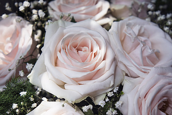 Light pink, flowers, close up, roses HD wallpaper