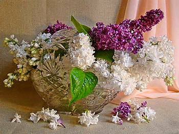Lilac spring, purple, white, petals, lilacs, flowers HD wallpaper