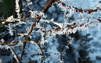 Nature, Macro, Branch, Frost, Hoarfrost, Crystals HD wallpaper