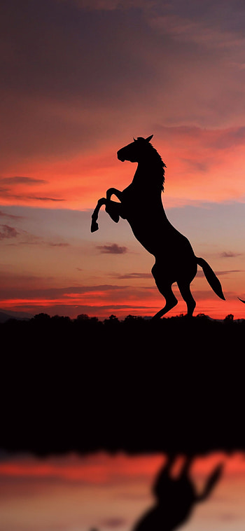 Animalistic beauty, Majestic horse, Stunning visuals, Nature's masterpiece HD phone wallpaper