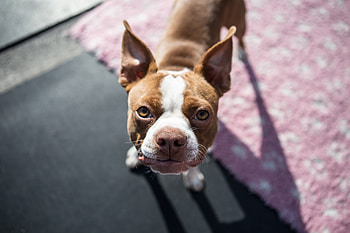 Animals, Dog, Muzzle, Puppy, Boston Terrier HD wallpaper