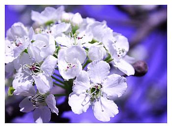 Clouds of Flowers, white, sky, flowers, lovely HD wallpaper
