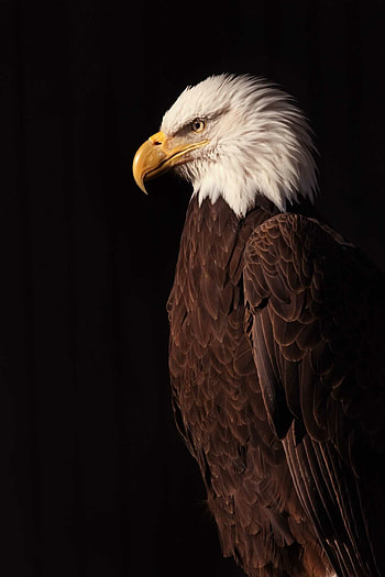 Awesome , Captivating bald eagle, Beautiful plumage, Stunning nature HD phone wallpaper