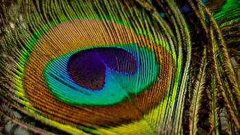 Closeup View Of Colorful Peacock Feather Macro graphy graphy HD wallpaper