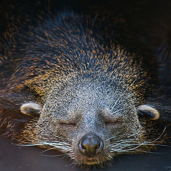 Sleeping, Binturong HD phone wallpaper