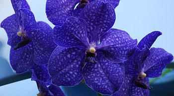 Vanda 'Pachara Delight' Orchid, Delight, Orchid, Vanda, Pachara HD wallpaper