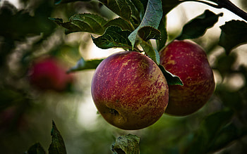 Food, Leaves, Apples, Branch HD wallpaper