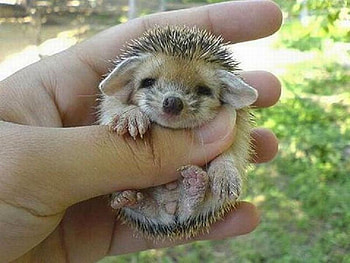 Baby-Porcupine, , baby, porcupine, cute, tiny HD wallpaper