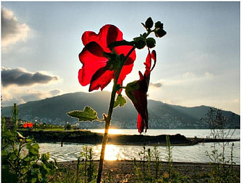 poppy sunset, poppy, sunset HD wallpaper