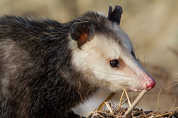 Eth, Opossum-related content, Unknown significance, Enigmatic reference HD wallpaper