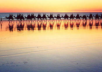 Camels Sea, horizon, awesome, beaches, cena, colors, reflections, nice, scenery, animals, ocean, scenario, mirror, camels, sunshine, white, sunsets, sundown, landscape, wawes, panorama, multicolor, cenario, dawn, nature, swell, paisage, blue, colorful, oceans, natural, sand, graphy, ambar, morning, waterscape, gold, land, beauty, day, seascape, amazing, , paysage, water, sea, golden, scene, dromedaries, amber, reflected, sunrises, beautiful, afternoon, sunlights, hop, yellow, paisagem, cool, clouds, sky, clear, evening HD wallpaper