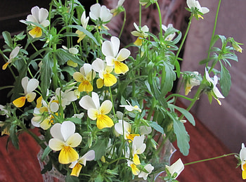 Flowers, Greens, Bouquet, Vase HD wallpaper