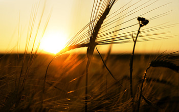 Lovely Sunset, golden sunset, sunlight, peaceful, beauty, amazing, sun, sunset, golden, landscape, beautiful, grass, view, clouds, nature, sky, lovely, splendor HD wallpaper