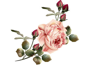Rose, summer, pink, white, bud, flower, trandafir, card HD wallpaper