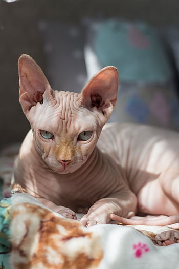 Curious Sphynx cat lounging on a cozy blanket with sunlight streaming in, showcasing its unique features. HD phone wallpaper