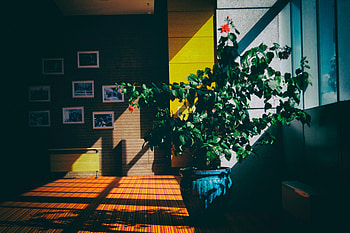 Flowers, Plant, Shadow, Room, Pot, Pots, Plant Pot HD wallpaper