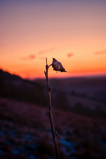 Sunset, Macro, Sheet, Leaf, Branch HD phone wallpaper