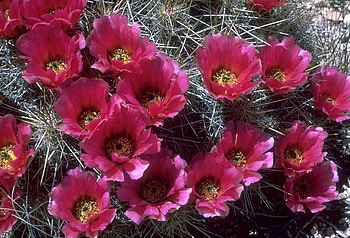 CACTUS FLOWERS, pink, flowers, cactus, spiky HD wallpaper