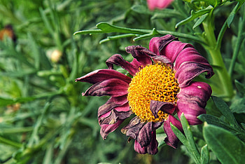 Flowers, Flower, Petals, Bud, Dry HD wallpaper