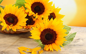 *** Sunflowers...***, color, yellow, flower, snowflowers, nature, flowers HD wallpaper