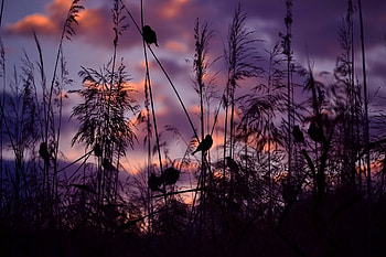 Birds at sunset, birds, sundown, colors, beautiful, grass, dusk, nice, nature, sky, amazing, lovely, evening, sunset HD wallpaper