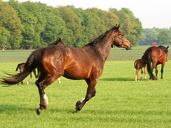 Running Horse, horse, running, nature, gras, three HD wallpaper
