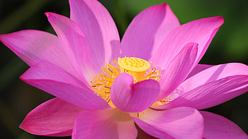 Lotus , High resolution HD wallpaper