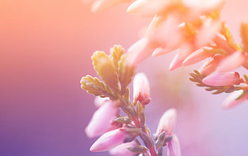 Blossoms, pink, flowers, orange, blssoms HD wallpaper