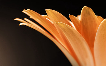 Flower, Macro, Light, Petals, Form, Light Coloured HD wallpaper