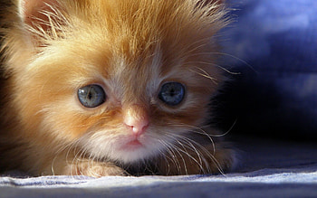 Cat, kitten, kitty, cats, cute, sleepy, sleeping, beauty, animals, hat, sweet, beautiful, paws, cat face, pretty, face, lovely HD wallpaper