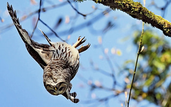 Animals, Sky, Owl, Branches, Flight HD wallpaper