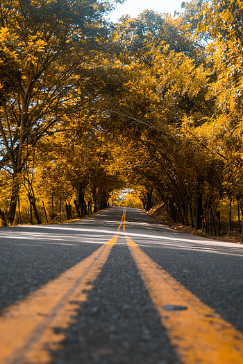 Nature, Trees, Road, Markup, Asphalt, Stripes, Streaks HD phone wallpaper