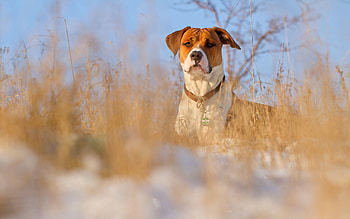 Animals, Grass, Dog, Muzzle, Collar HD wallpaper