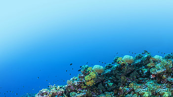 Great Barrier Reef Foundation, Preserving natural wonder, Protecting marine life, Conservation efforts HD wallpaper