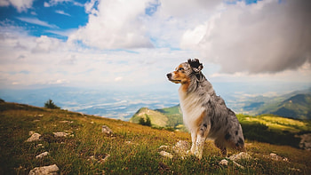 Border-Collie, animal, Border, Dog, Collie HD wallpaper