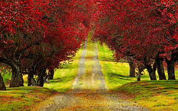 Amazing Roads with Trees | Red Trees Autumn Road HD wallpaper