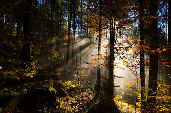 Nature, Trees, Forest, Foliage, Lights Of A Sun, Rays Of The Sun HD wallpaper