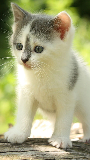 Baby Animal, Cute animal , Cat and puppies, Sweetness overload HD phone wallpaper
