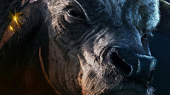 Percy Jackson Series Minotaur, TV Show, Percy Jackson and the Olympians, minotaur HD wallpaper