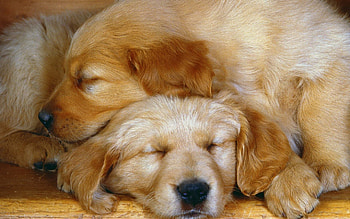 How Cute, dogs, puppies, cute, animals HD wallpaper
