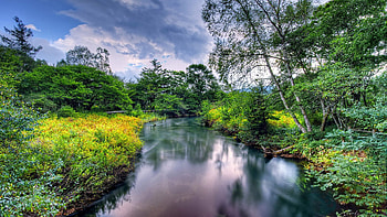 River in Summer, river, coast, landscape, meadow, summer, trees, nature, flowers, sky HD wallpaper