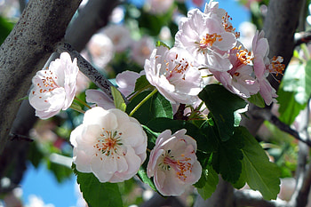 Flowers, Cherry, Wood, Tree, Bloom, Flowering, Branch HD wallpaper