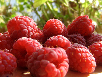 Raspberries, fruits, nature, tasty HD wallpaper