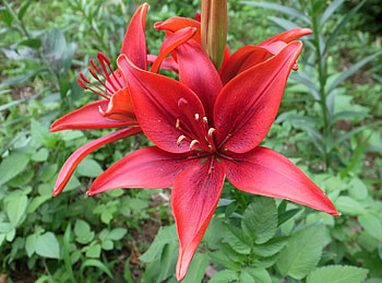Flowers, Flower, Disbanded, Lily, Stamens, Licentious HD wallpaper
